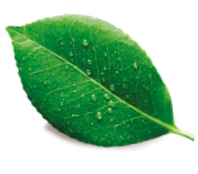 Leaf